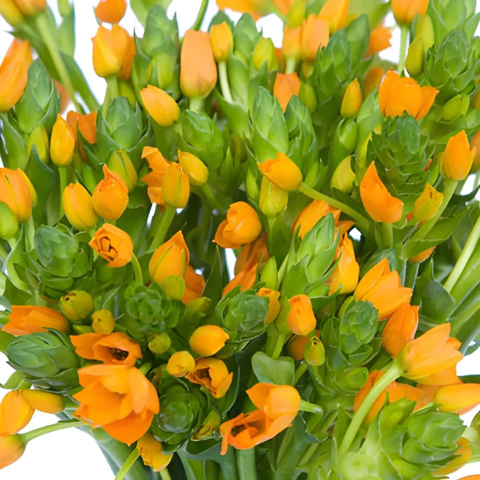 Orange Star of Bethlehem Flowers